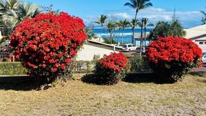 Un jardín con arbustos florecientes rojos y vistas al océano y palmeras.