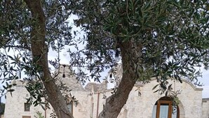 A tree with a bench, a stone building with a door, and a garden with plants. - Trulli of the Chain (Martina Franca)