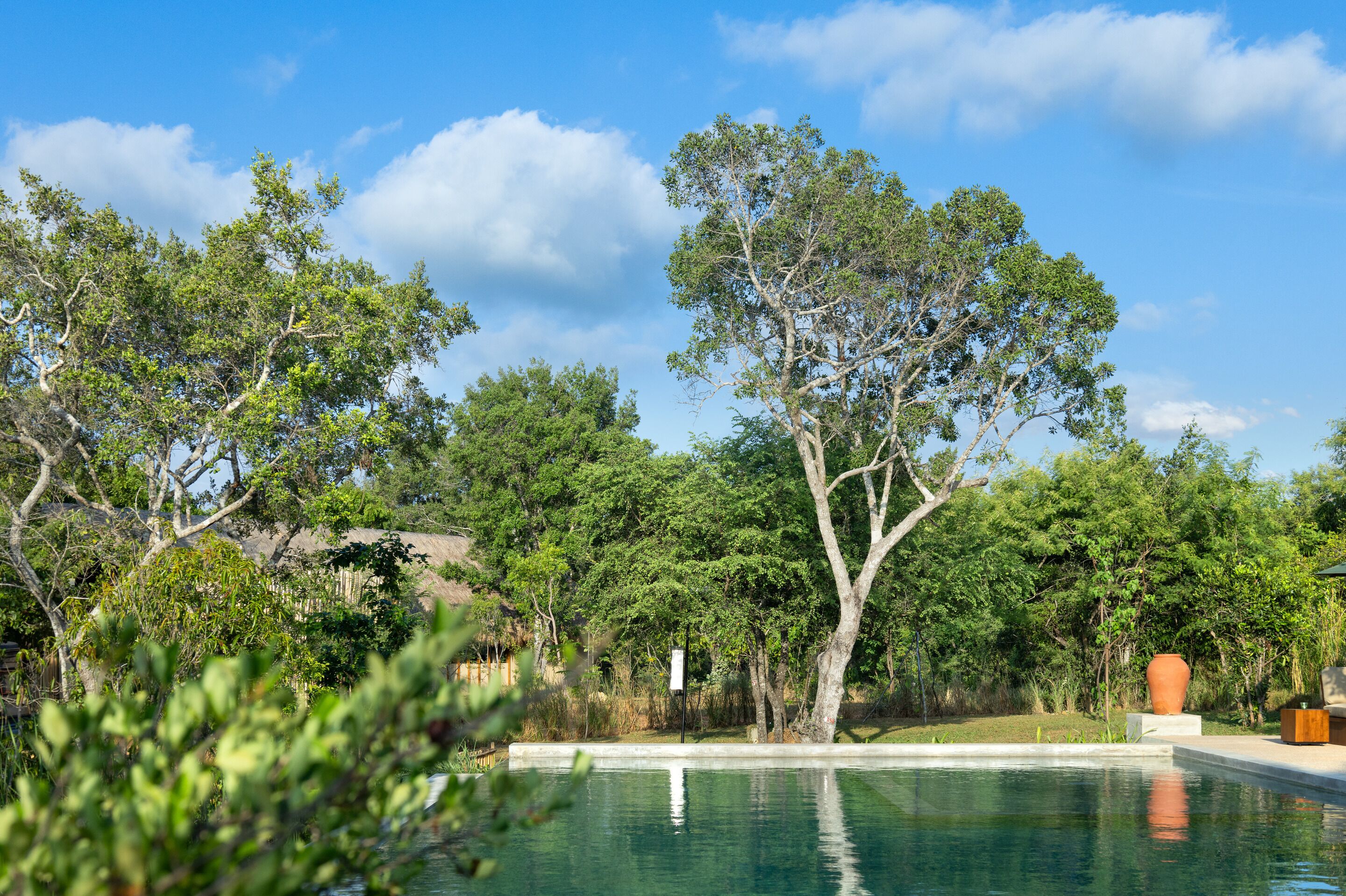 A pool surrounded by lush greenery and trees, with a clear blue sky above.