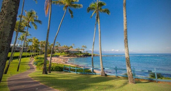A coastal view with palm trees, a pathway, and a beach.