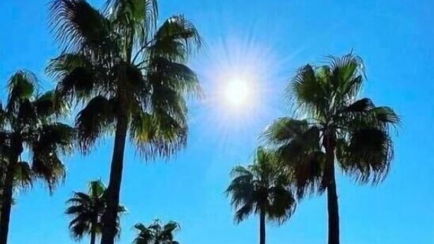 Una playa con palmeras y cielo despejado.