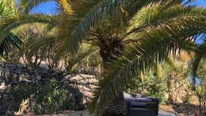 Una palmera en un área ajardinada con un muro de piedra y un espacio de descanso al fondo.