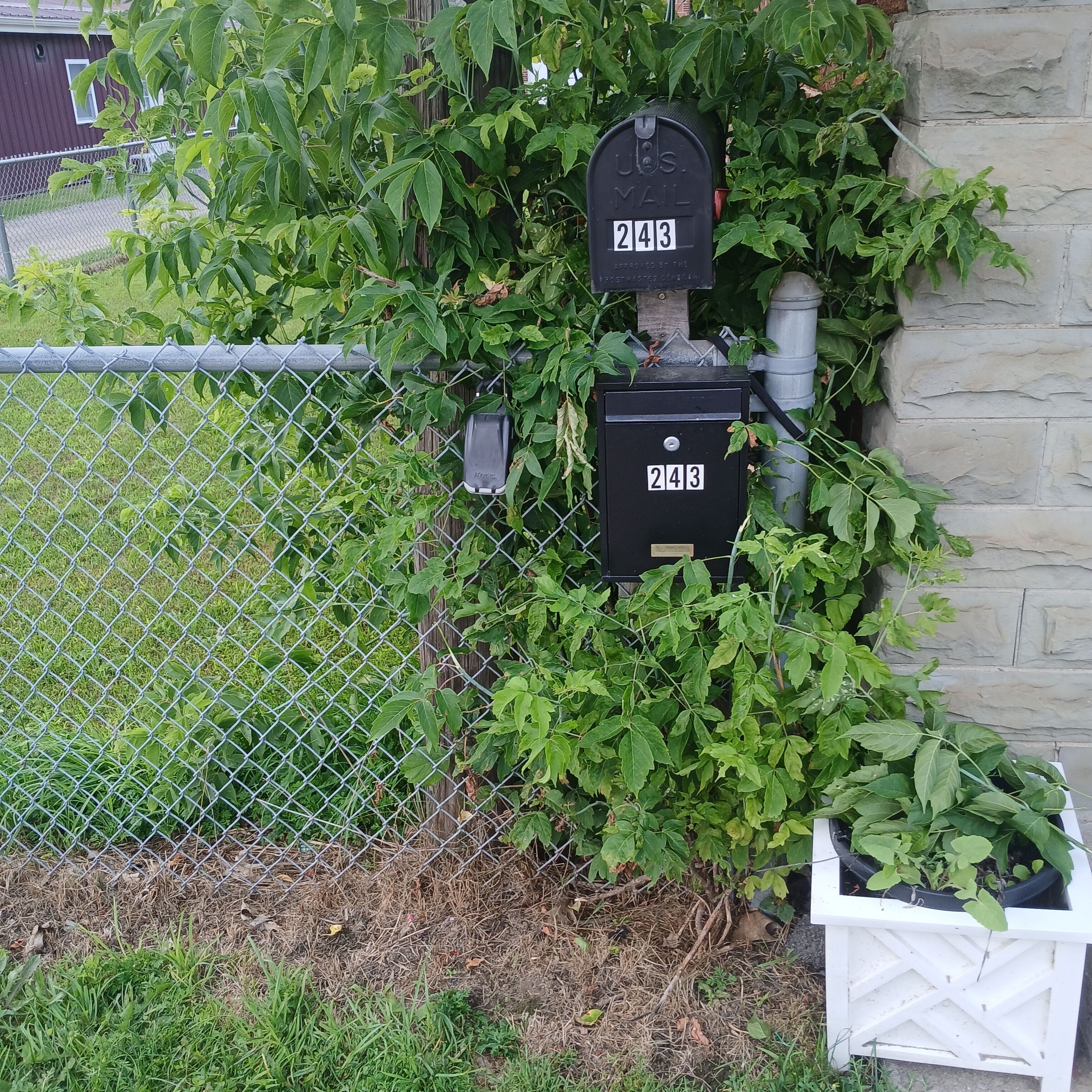 A mailbox with the number 243, surrounded by greenery and a chain-link fence.