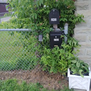 A mailbox with the number 243, surrounded by greenery and a chain-link fence.