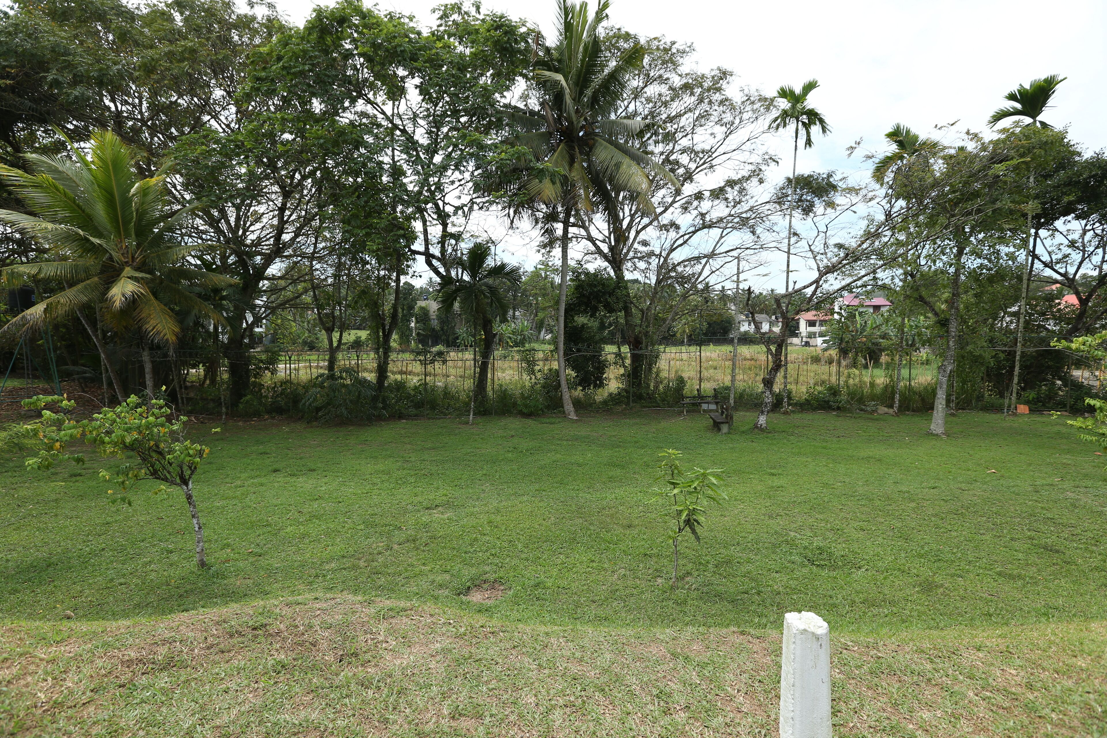 A grassy area with palm trees and a fence.
