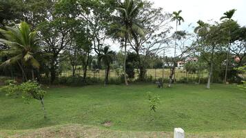 A grassy area with palm trees and a fence.