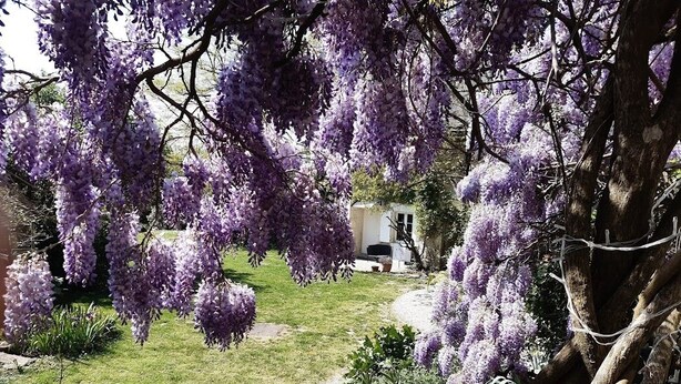 A garden with purple flowering trees, a pathway, and a building in the background. - Domaine Les Feuillants  (Crouzilles)