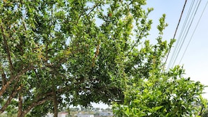 Uklassifisert bilde, 5 av 105, knapp