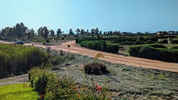 Un paisaje rural con un camino de tierra, campos verdes y árboles dispersos.