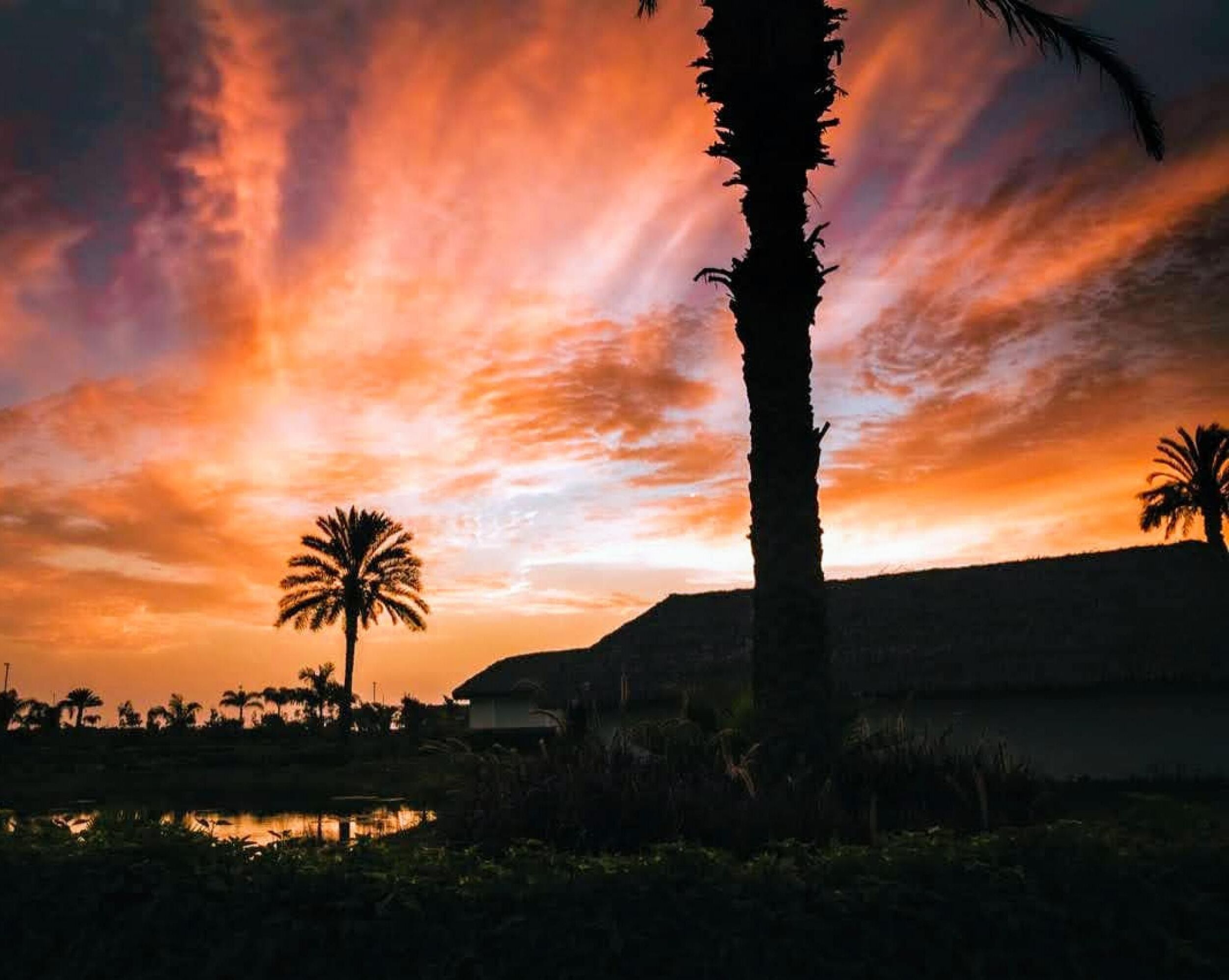 A sunset with silhouettes of palm trees and a building.