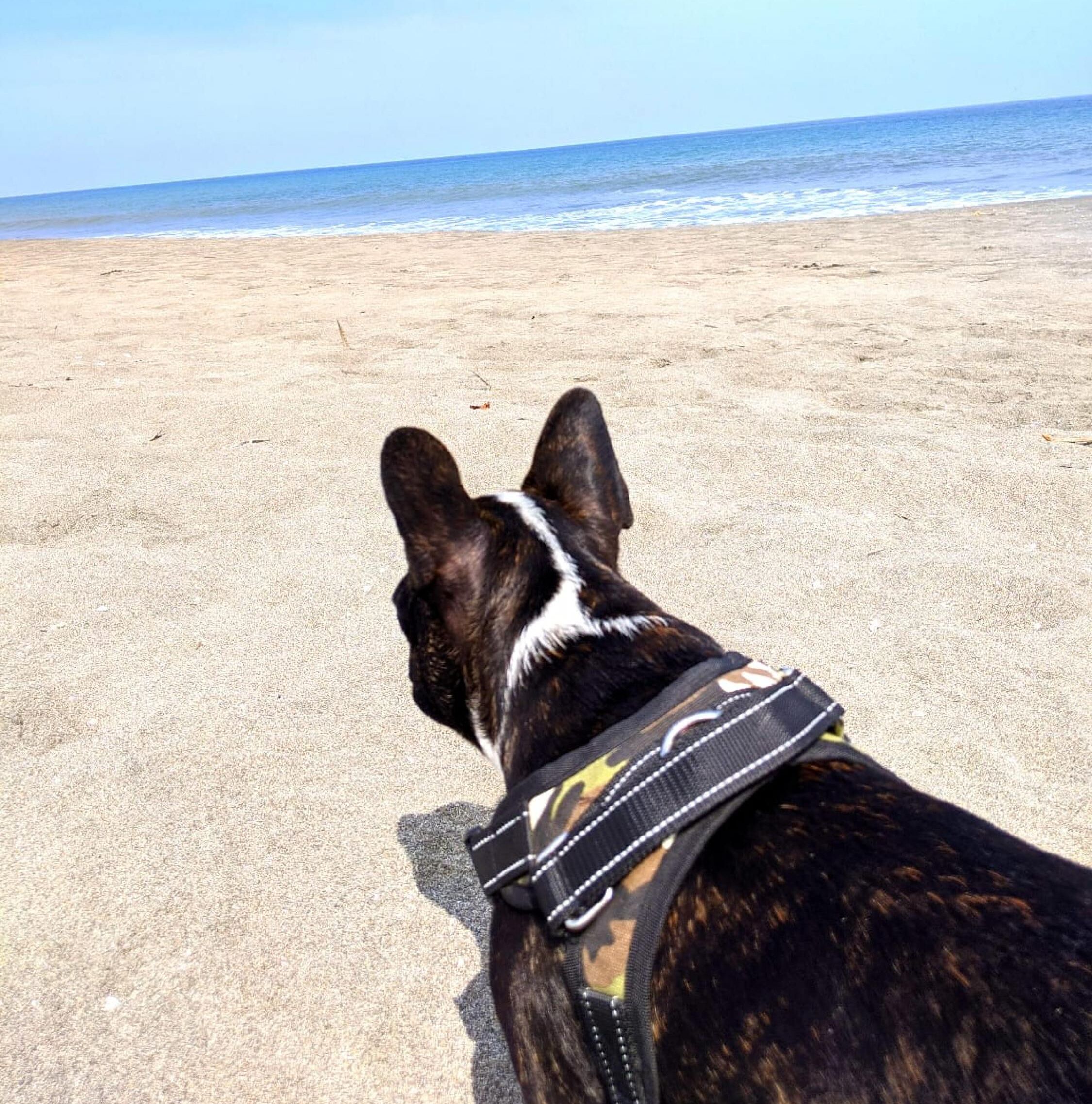 A dog on a sandy beach with a clear sky and ocean in the background.