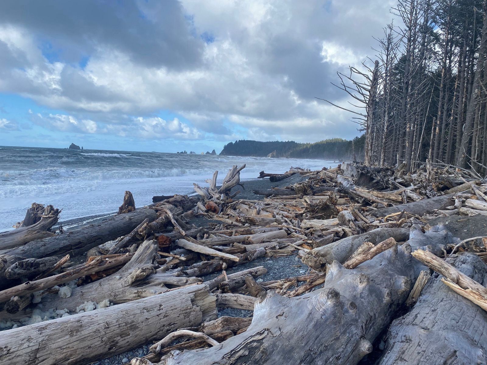 Uma praia com destroços de madeira e árvores.