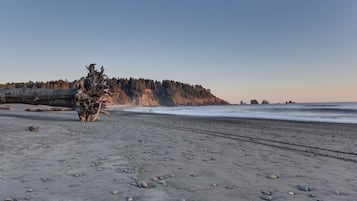 A beach with a large tree in the foreground, a forested cliff in the background, and the ocean.