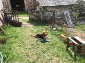 A dog lying on a grassy yard with a stone building in the background.