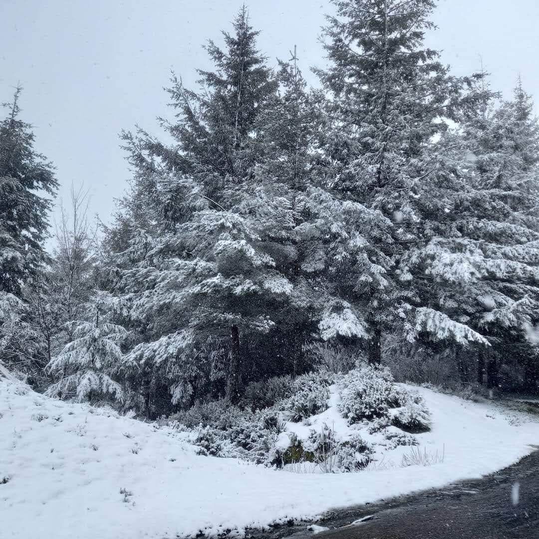 A snowy landscape with dense evergreen trees and a road.