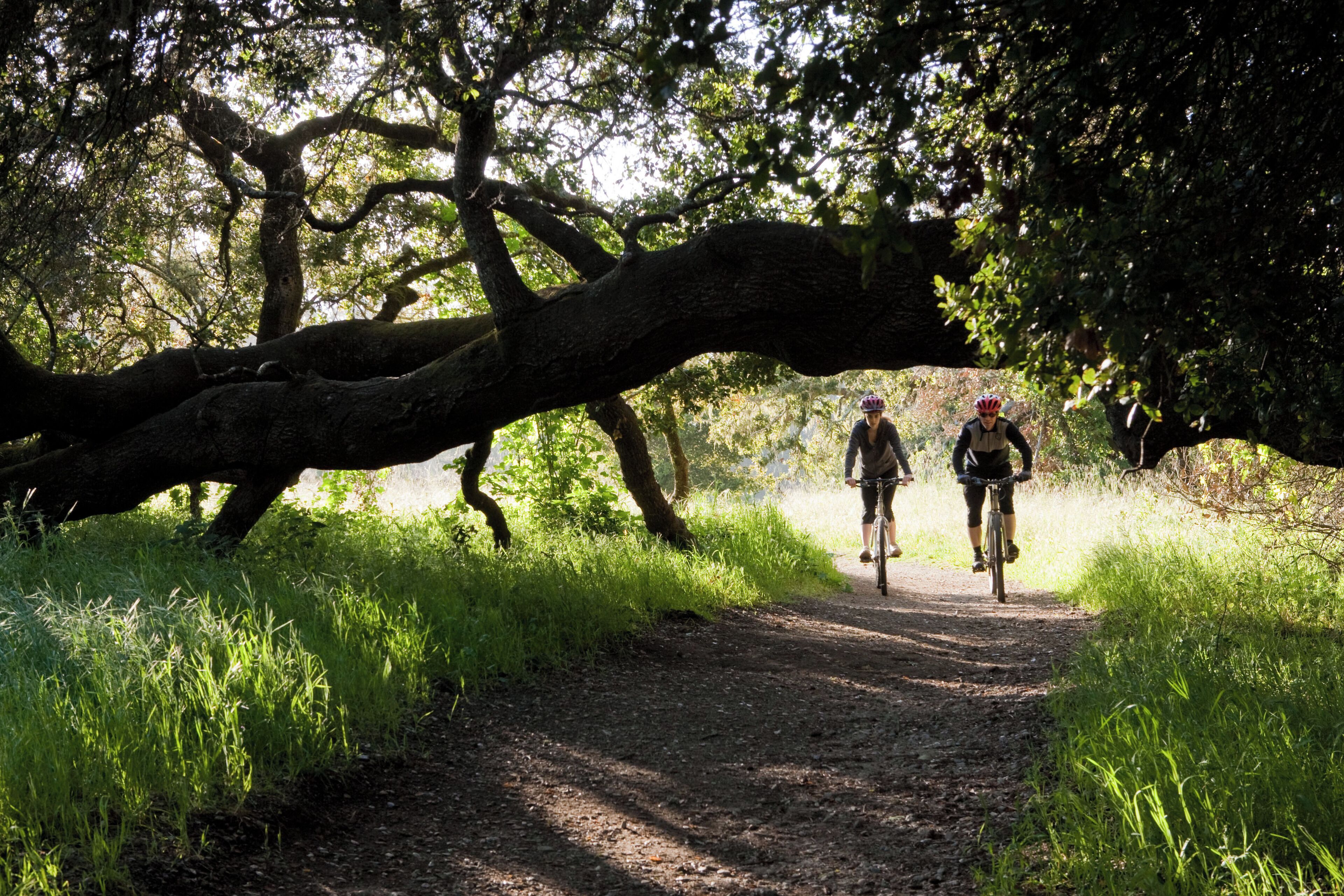 A dirt path with cyclists in a wooded area.