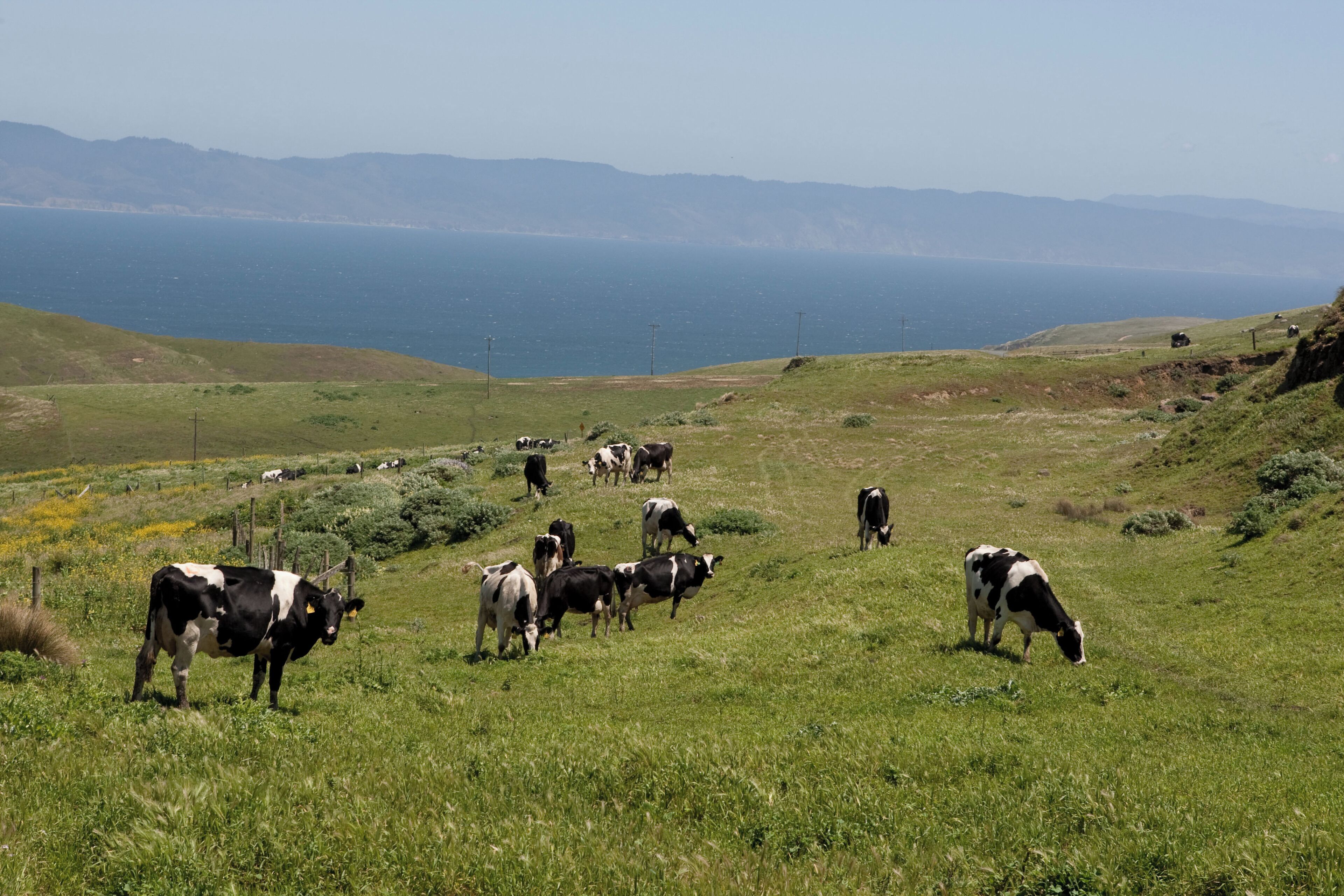 A grassy field with cows grazing, a distant body of water, and hills in the background.
