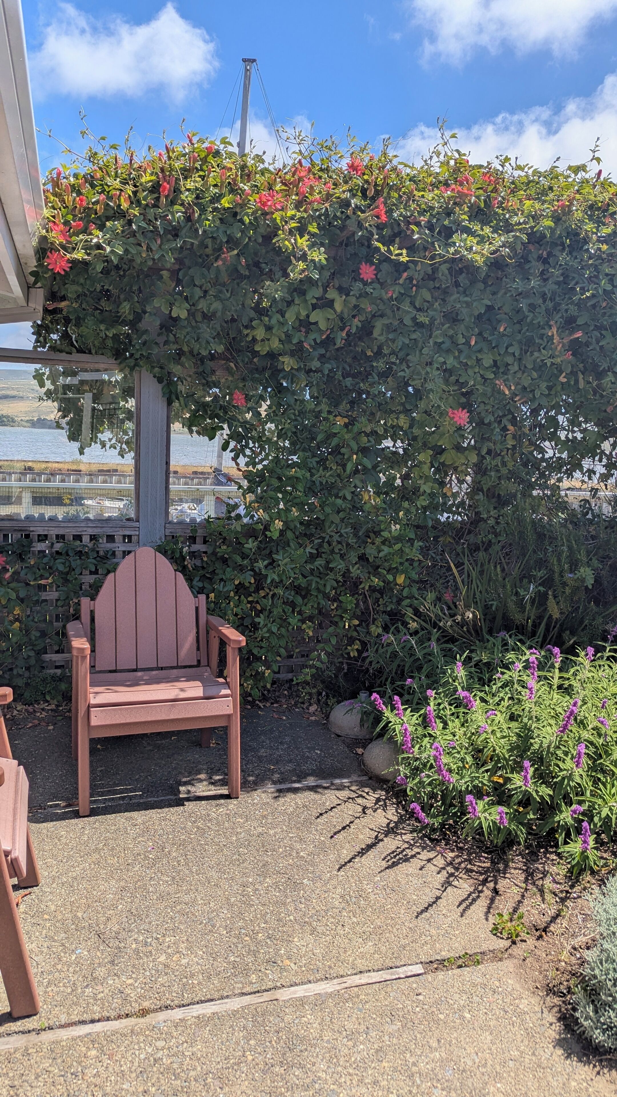 A wooden chair under a vine-covered structure with a view of the water and boats.
