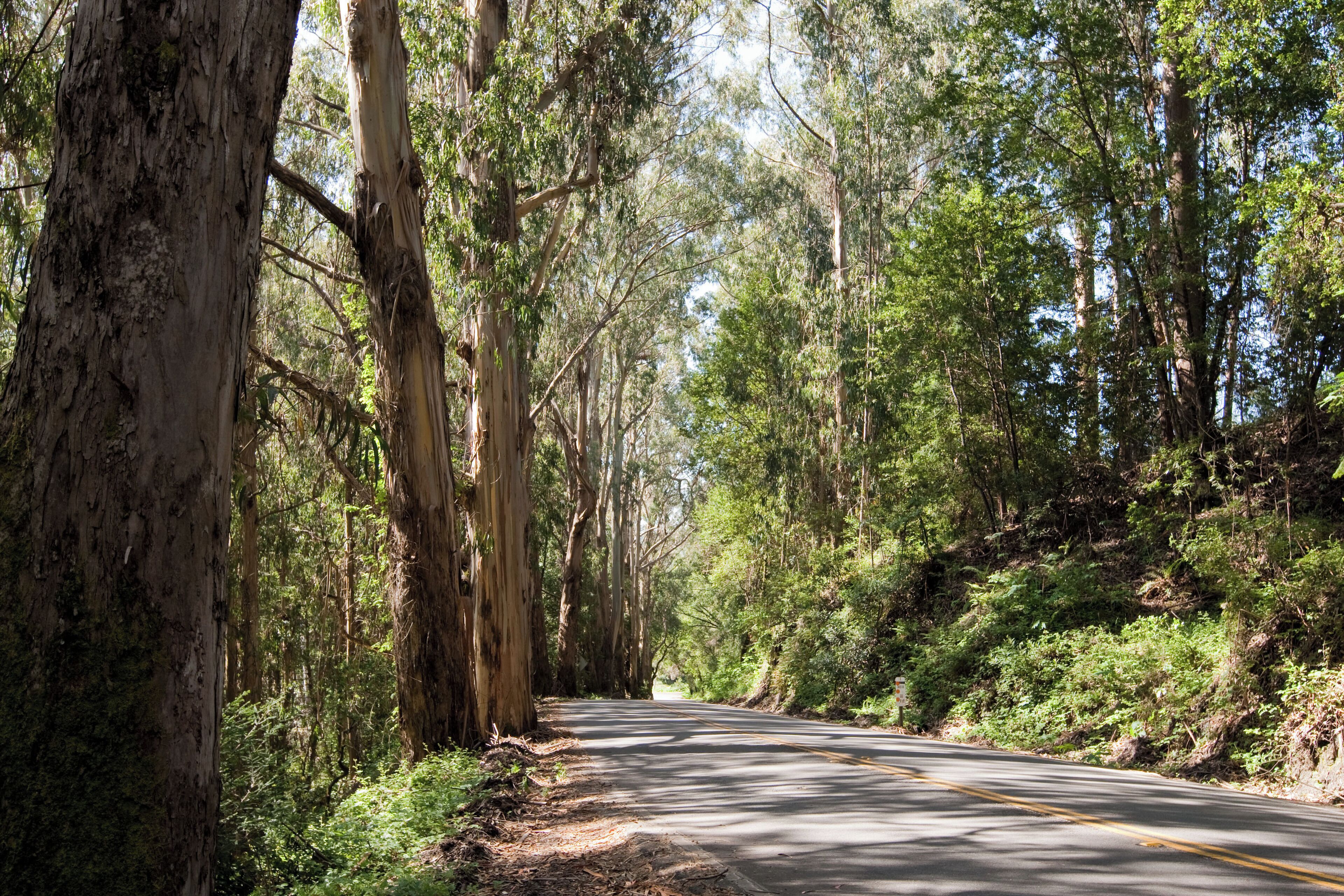 A forested road with tall trees and a clear sky.