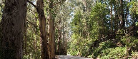 A forested road with tall trees and a clear sky.