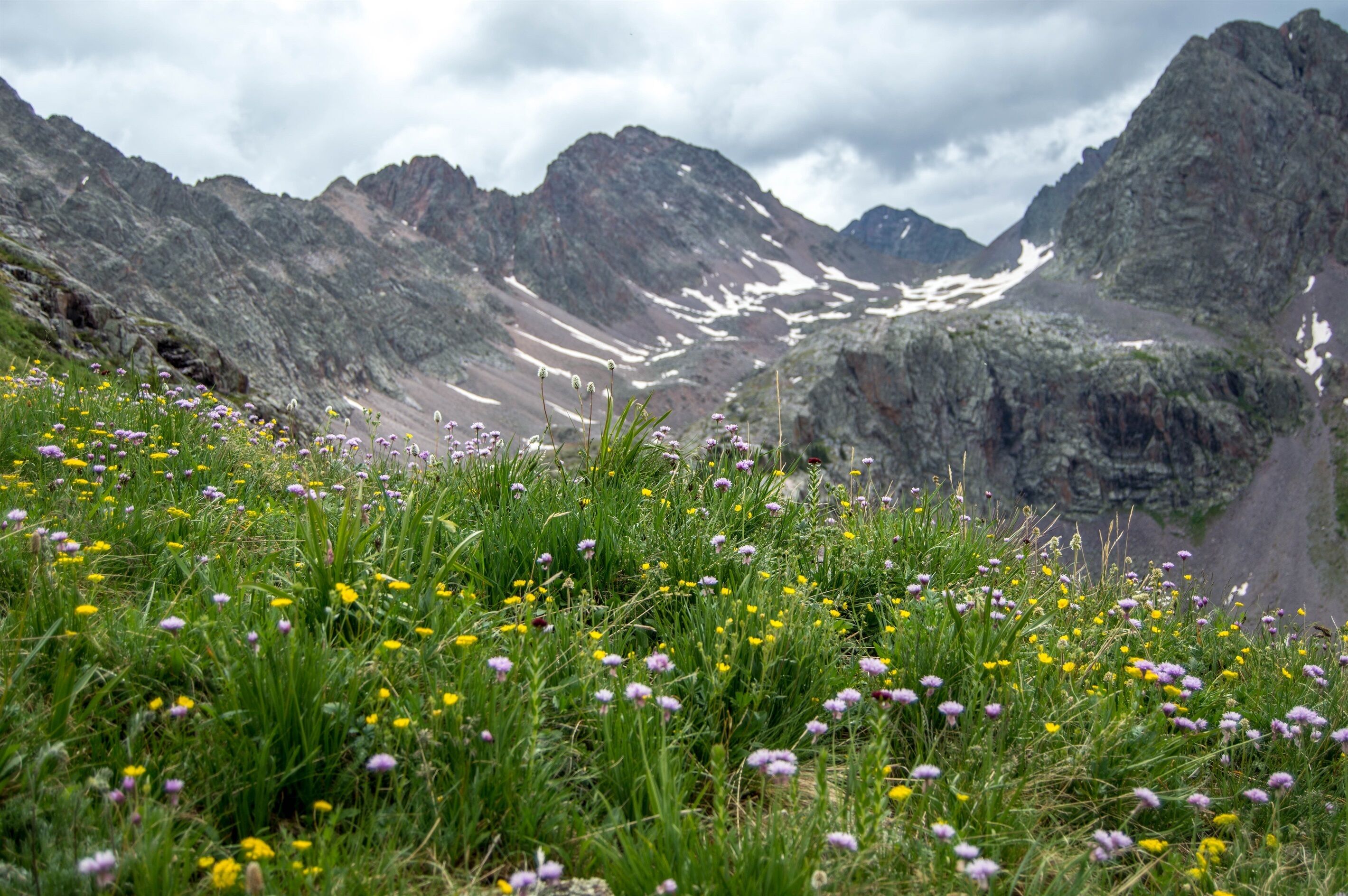 A mountainous landscape with a field of wildflowers in the foreground and snow-capped peaks in the background.