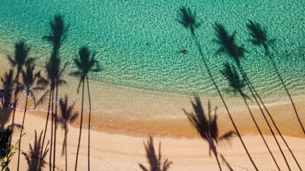 Ein Strand mit klarem türkisblauem Wasser, Palmen im Vordergrund und einem sandigen Ufer.