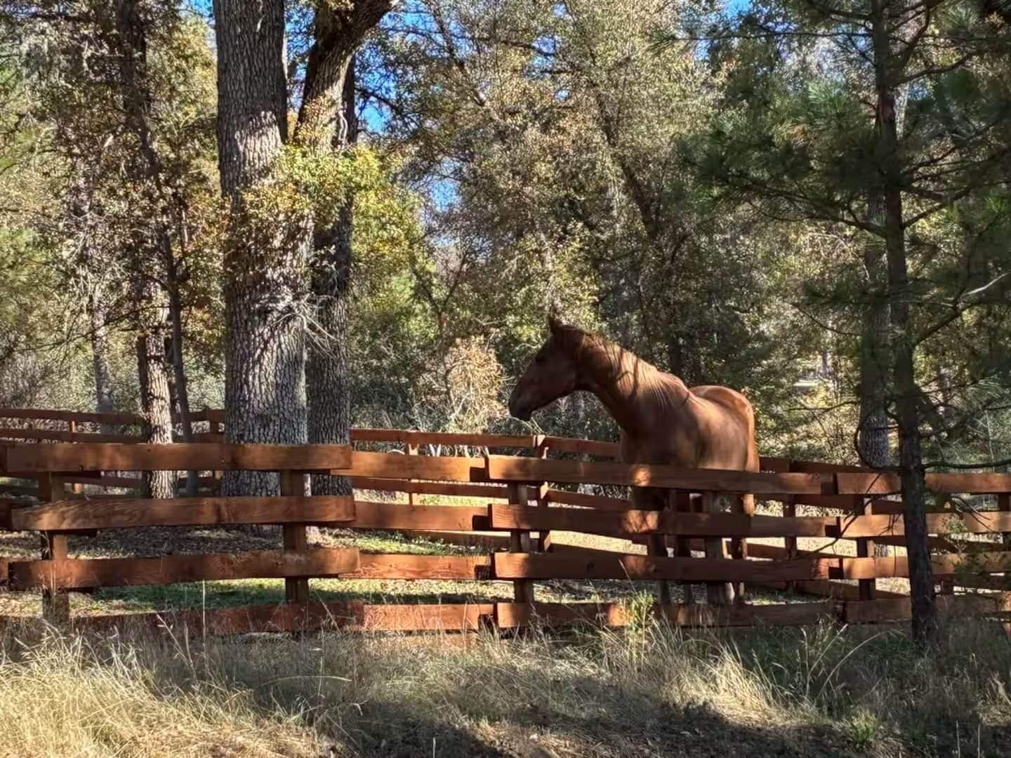 Un cheval se tient derrière une clôture en bois, dans une zone boisée.
