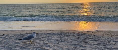 Plage à proximité, chaises longues, serviettes de plage