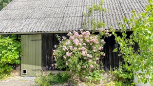 A rustic building with a corrugated metal roof, a green door, and a garden with pink roses. - 2 bedroom nice home in Fjälkinge (Fjälkinge)