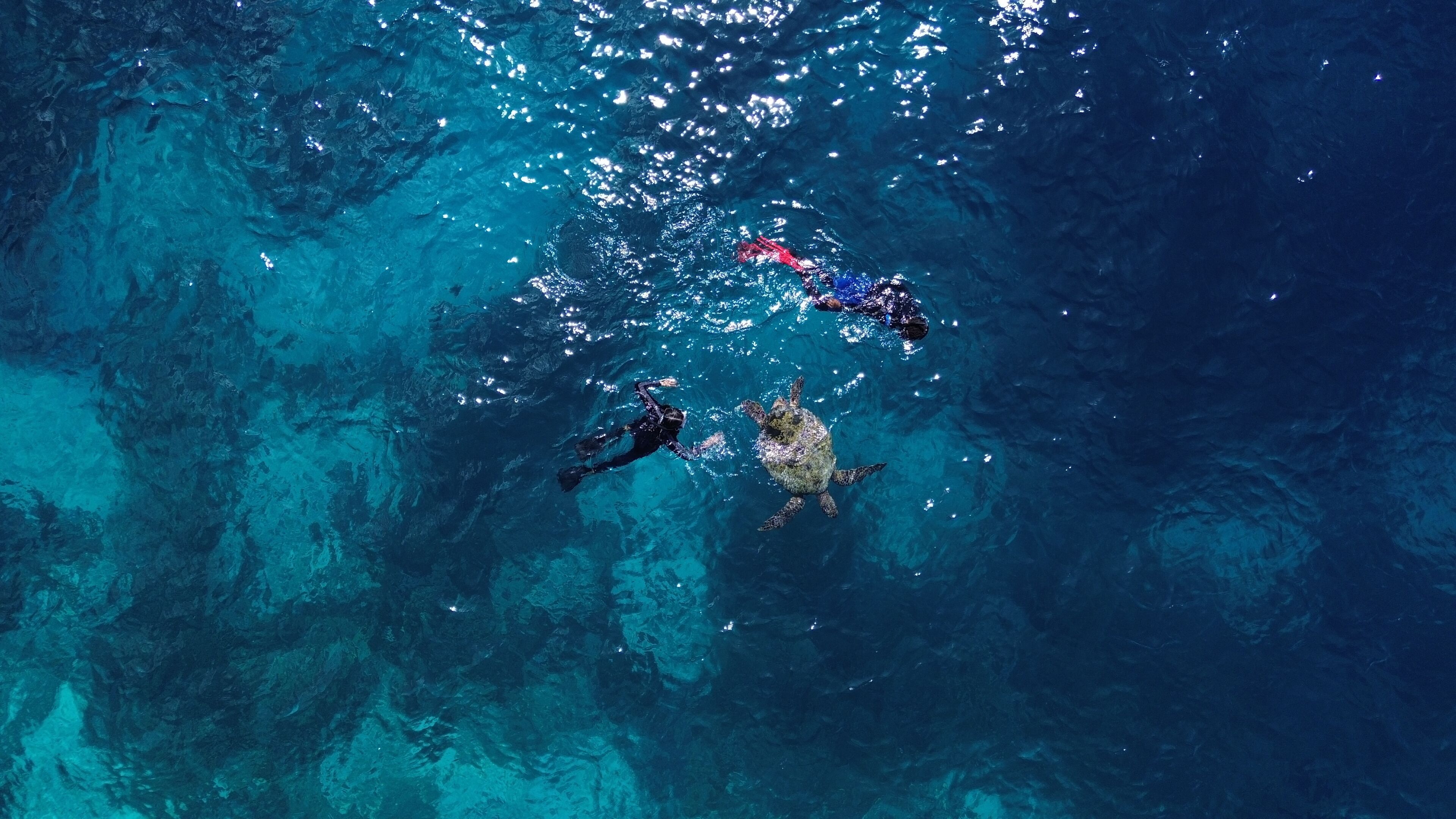 A clear blue sea with a diver and a sea turtle.