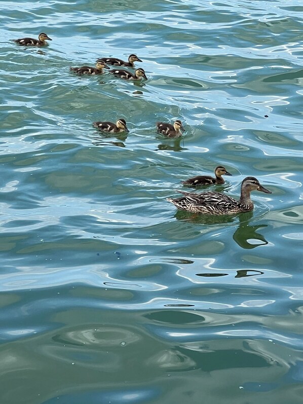 Un grupo de patos nadando en un cuerpo de agua.