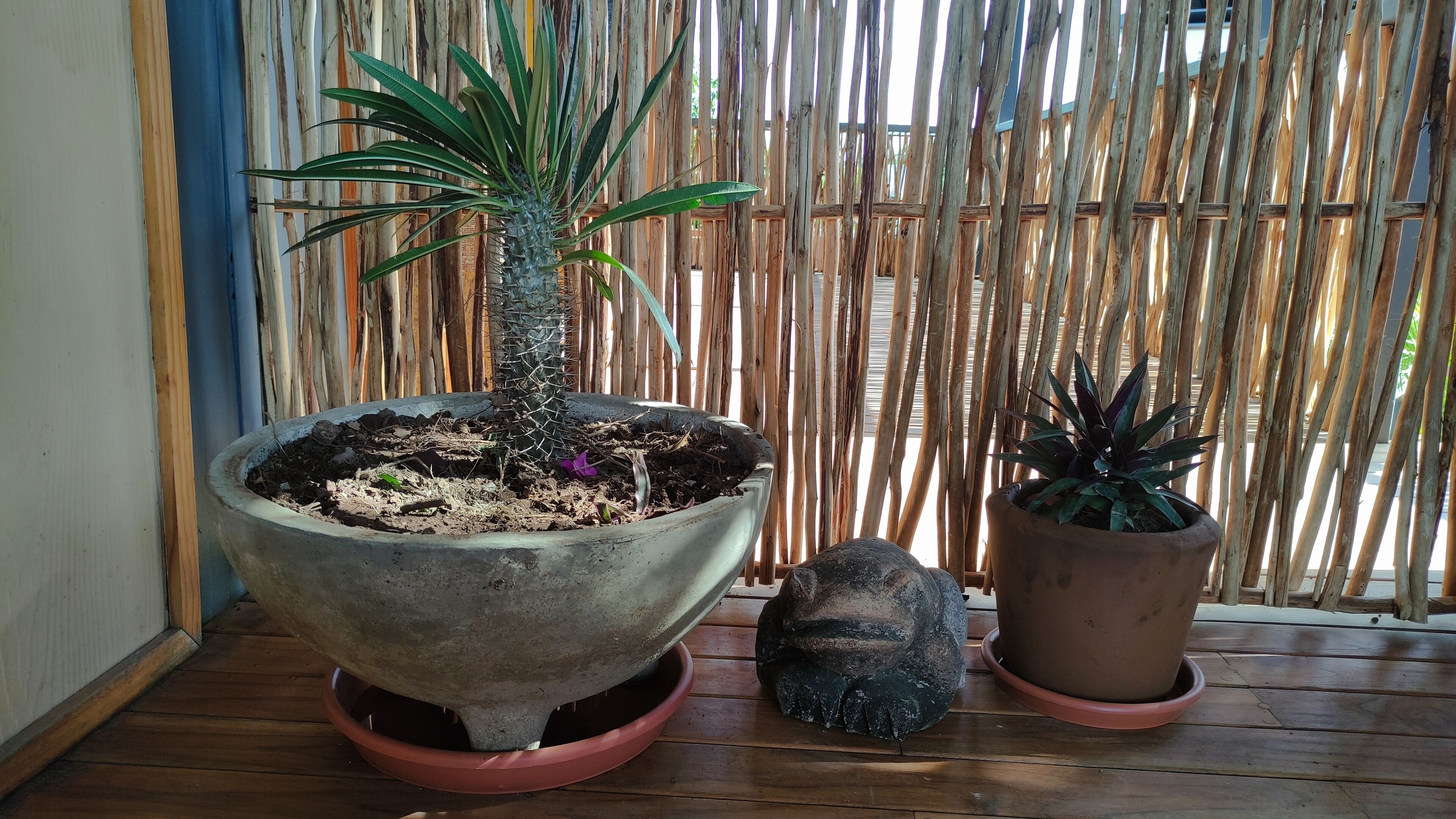 A wooden deck with potted plants, including a large pot with a single plant and two smaller pots with different plants.