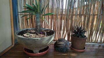 A wooden deck with potted plants, including a large pot with a single plant and two smaller pots with different plants.