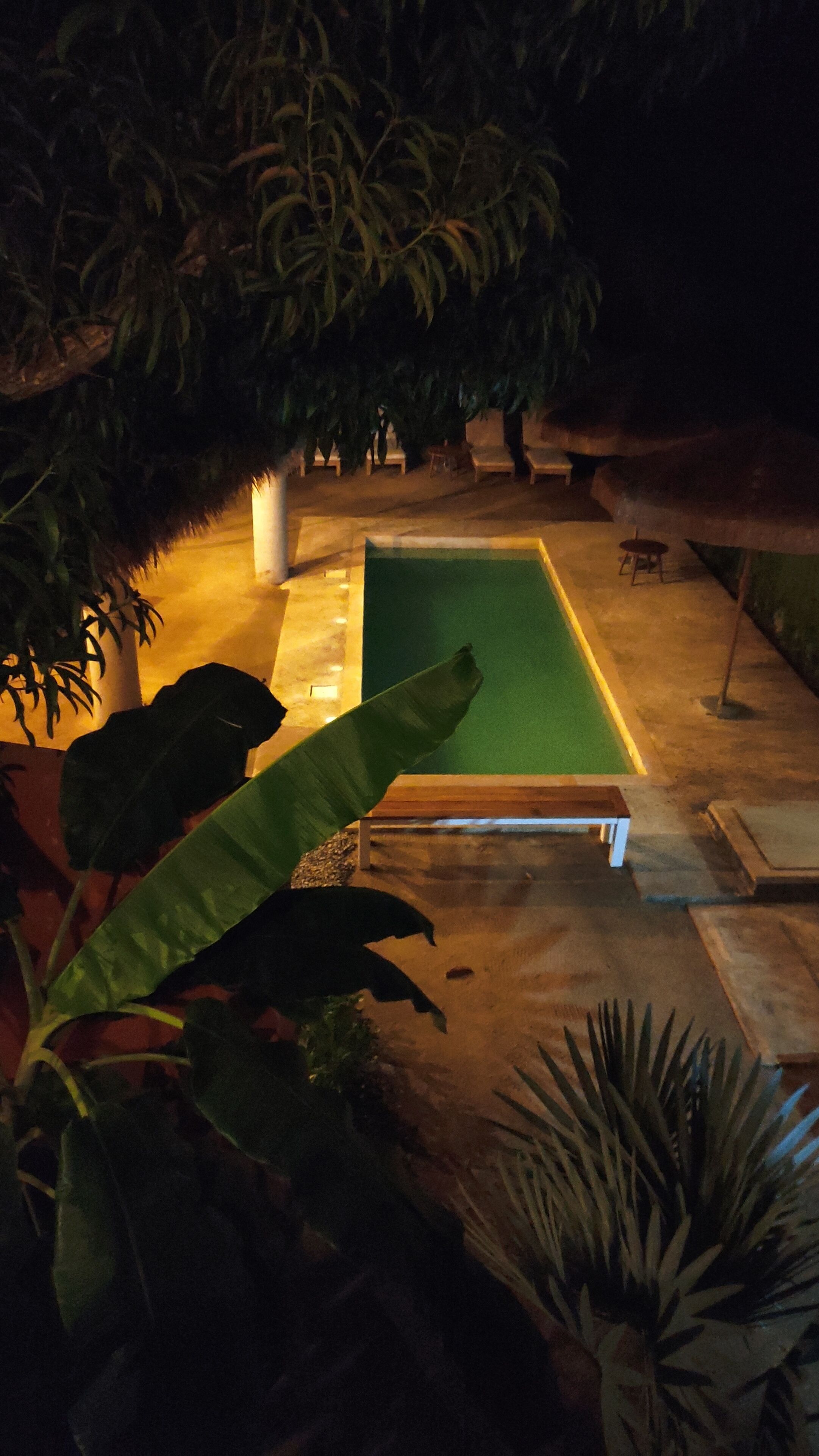 Nachtsicht auf einen Poolbereich mit einem grünen Pool, umgeben von Pflanzen und einigen Liegestühlen.