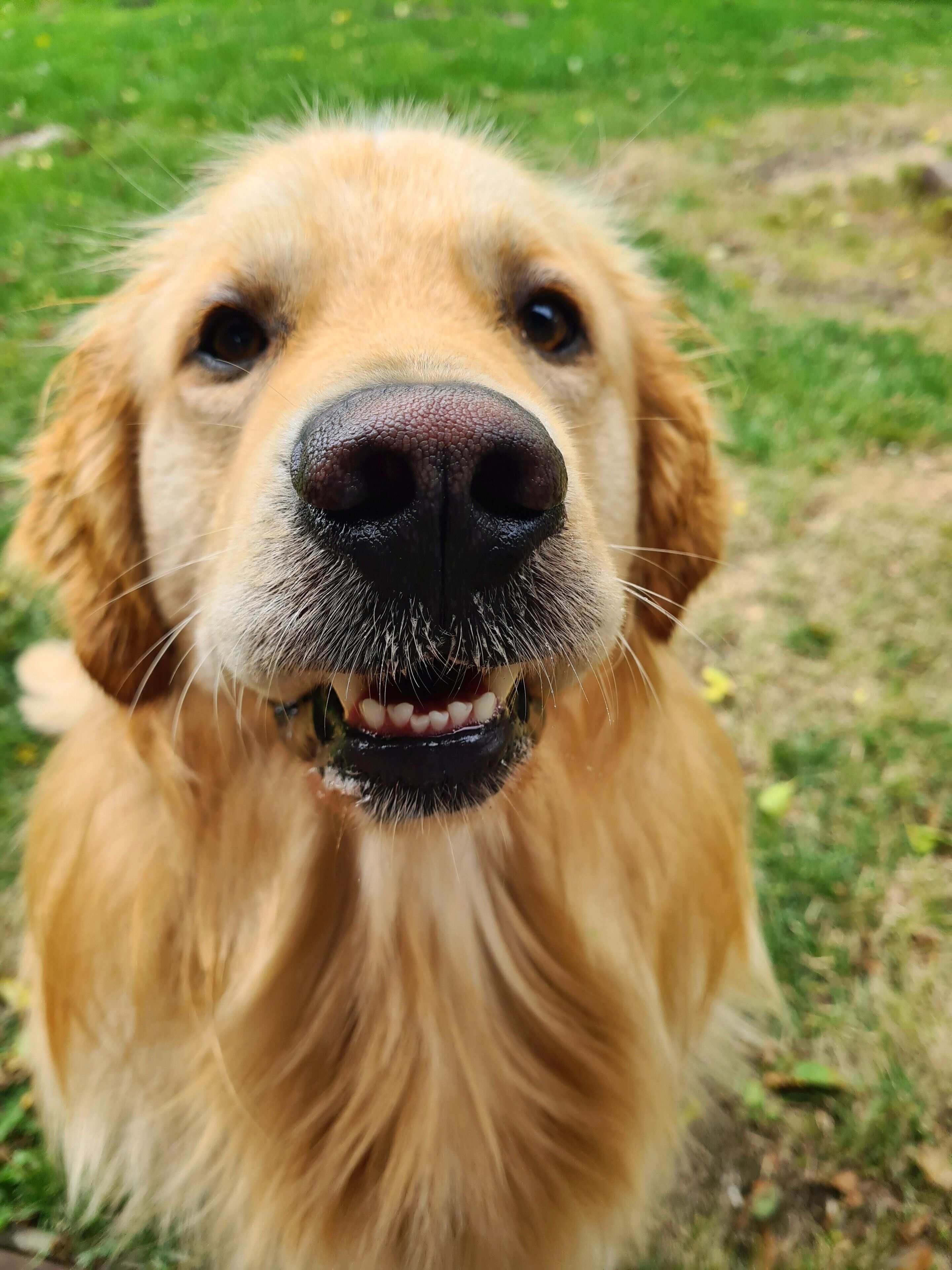 A close-up of a golden retriever's face.