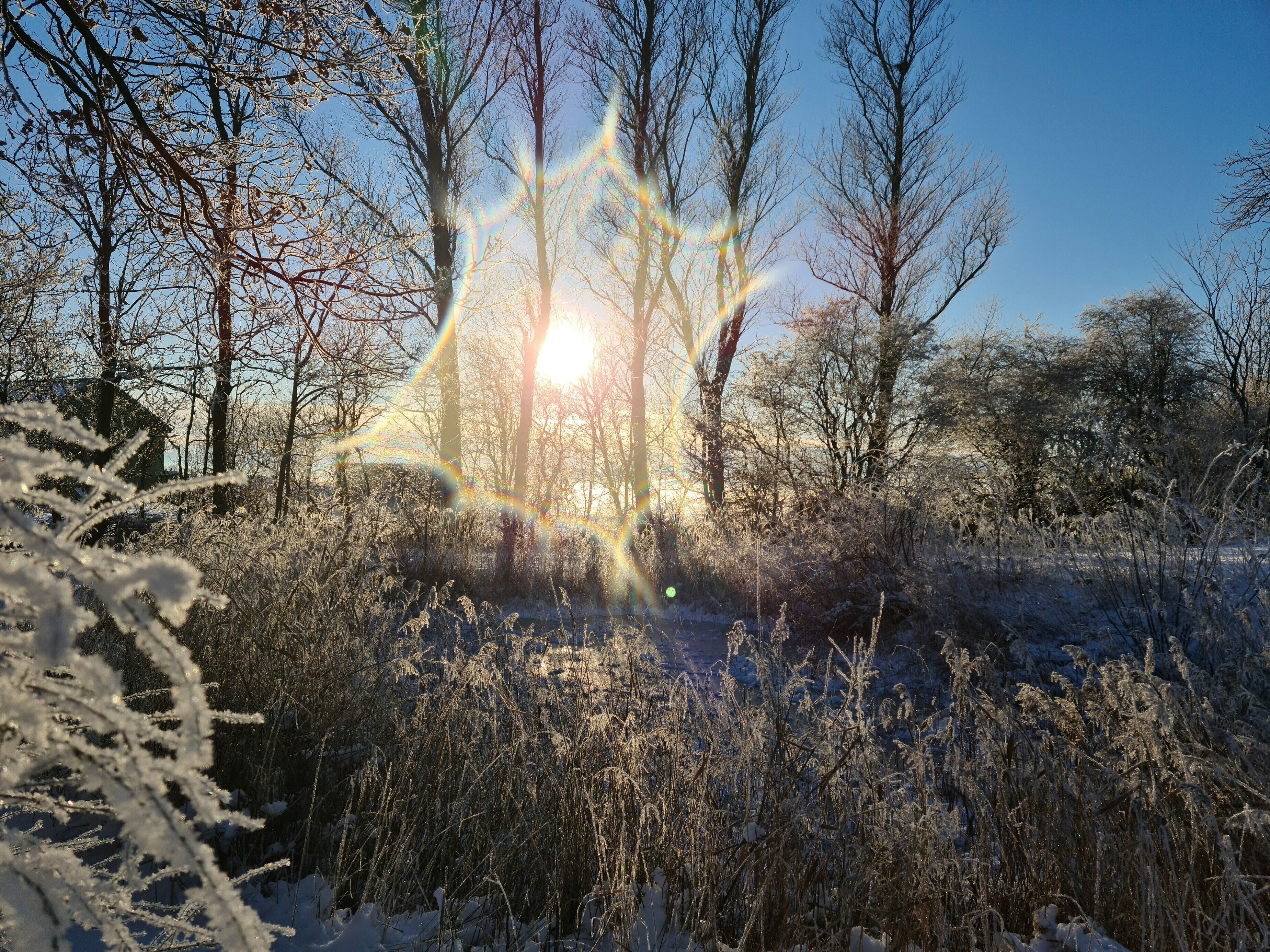 Ein bewaldetes Gebiet, durch das Sonnenlicht zwischen den Bäumen fällt und einen Lens-Flare-Effekt erzeugt.