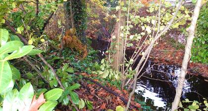 Vrijstaande Bungalow met Optimale Privacy!