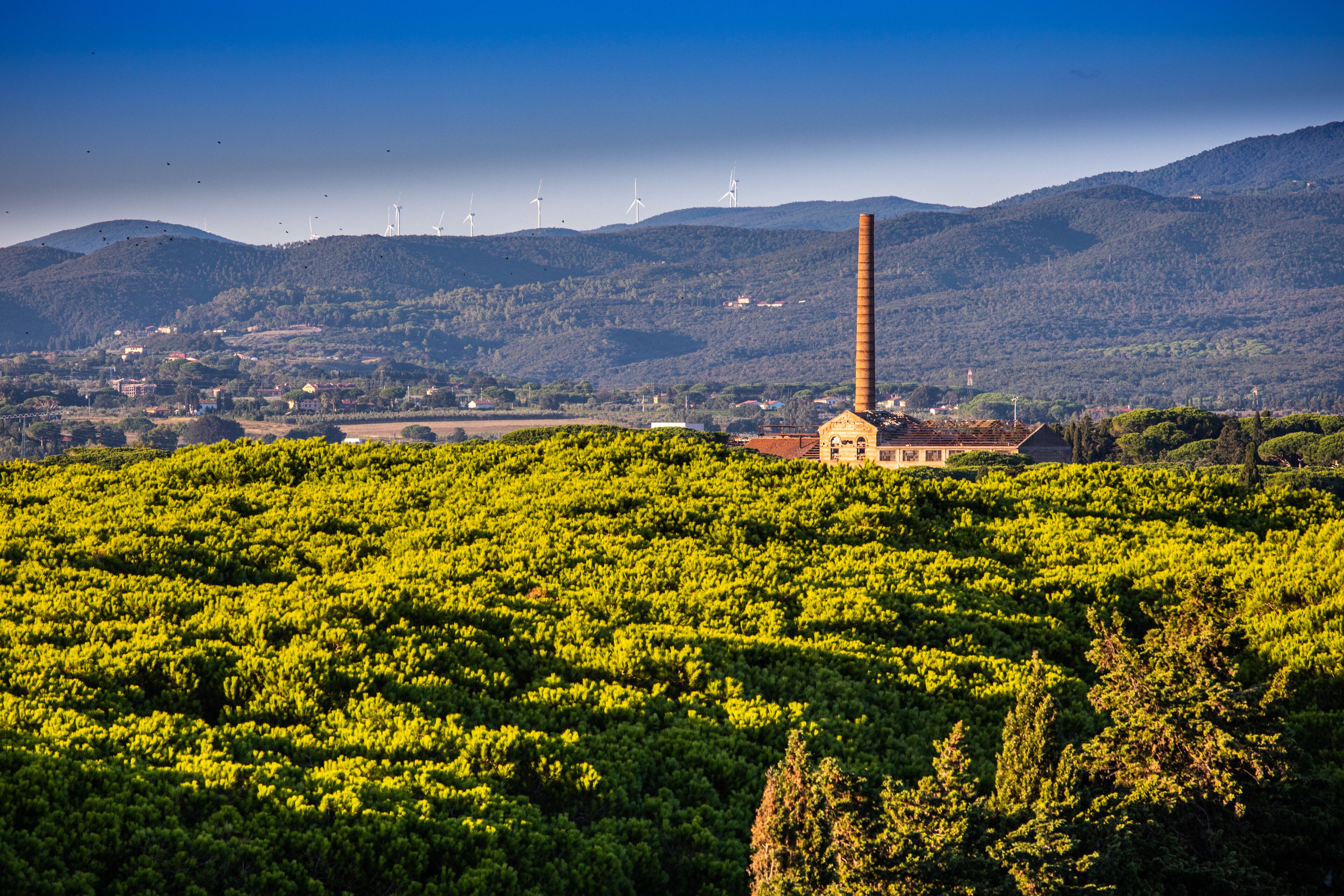 Un vignoble avec un bâtiment et des éoliennes en arrière-plan.