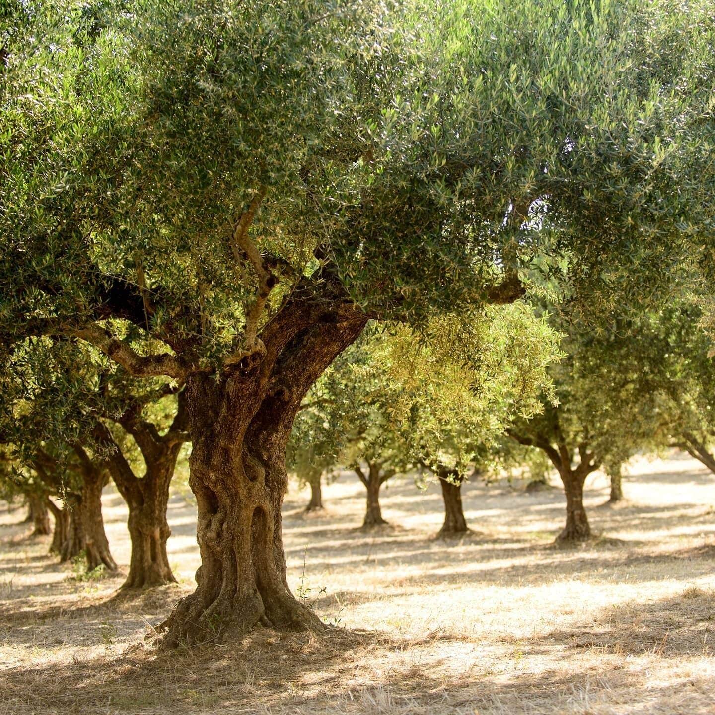 Un olivar con árboles maduros y suelo seco.