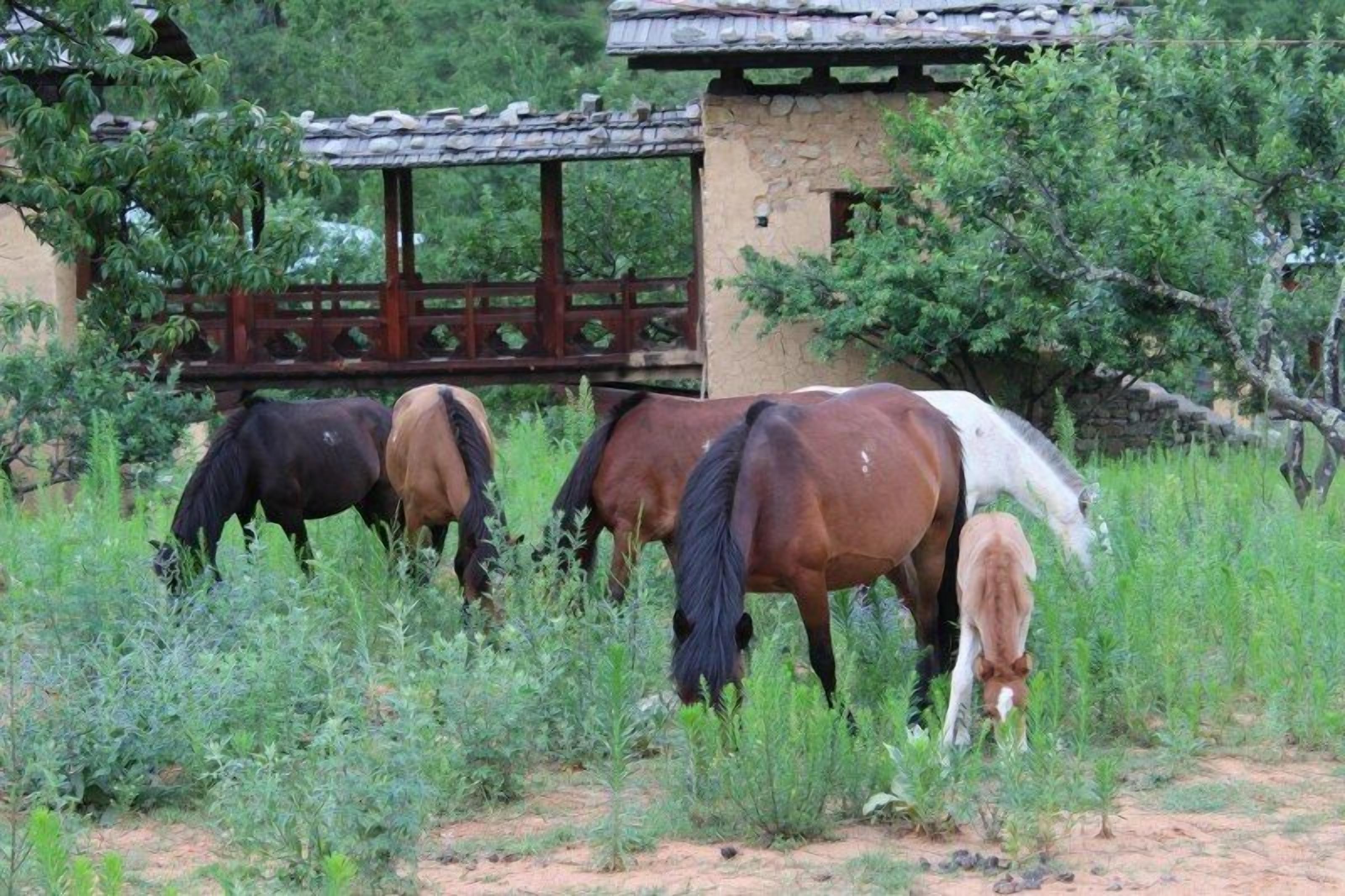 Three horses grazing in a grassy field with a traditional wooden structure in the background.
