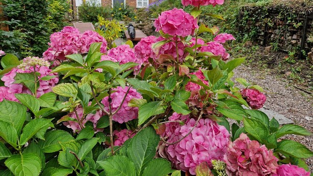 A garden with pink hydrangea flowers in front of a brick house with white windows and a door. - Lovely 2-bed Cottage in Coalbrookdale Telford (Telford)