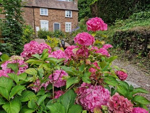 Un jardín con flores de hortensia rosadas frente a una casa de ladrillo con ventanas y una puerta blancos.