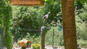 A bird feeder hanging from a tree, a bird perched on a branch, and a small tree with a red balloon. - Studio Avec Jardin au Bord de la Rivière Avec Jacuzzi (Annot)