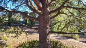 Property grounds - Au Centre du Village, Maison Avec Beau Jardin Arboré , Piscine Chauffée (Saint-Saturnin-lès-Apt)