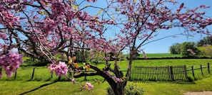 Uma árvore com flores cor-de-rosa, uma cerca de madeira e um campo gramado.