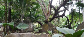 Cashew Nut Grove Chalets