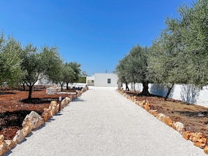 A pathway leading to a white building surrounded by olive trees and stone walls.