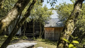Un edificio rústico de madera con techo de metal corrugado, rodeado de árboles y una mesa de picnic.