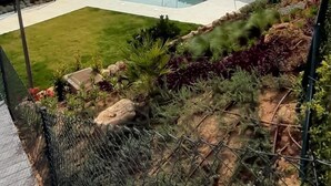 Un patio trasero residencial con piscina, césped cuidado y diversos plantas y arbustos.