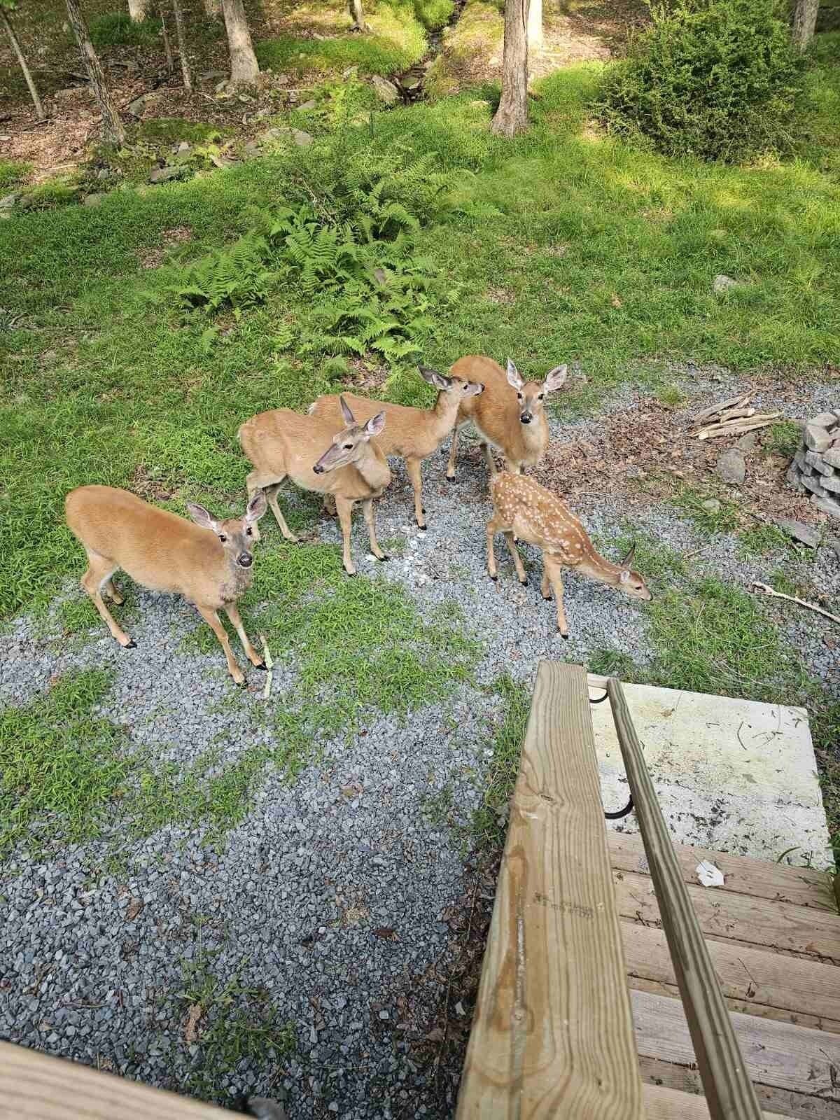 Eine Gruppe Hirsche auf einer Wiese mit einer Holzterrasse.